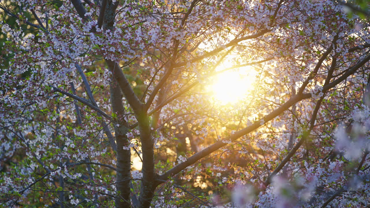 Close up of the sun peaking through the cherry blossom trees at sunset in the Maruyama Park in Kyoto, Japan