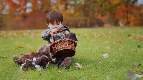 asian toddler playing with puppies in the park