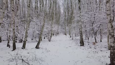 caminar solo pov en un camino cubierto de nieve hacia el bosque del parque natural, soledad tristeza depresión y dolor concepto