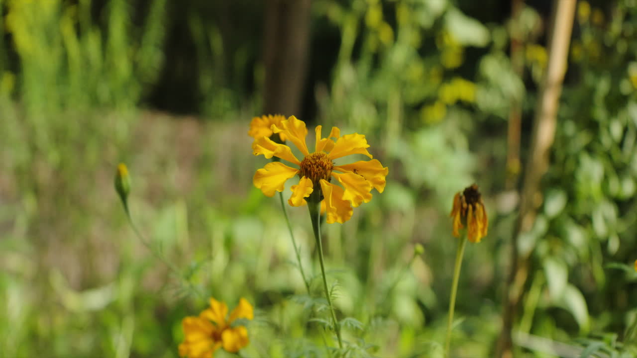 Primo piano statico in giardino di un singolo bocciolo di calendula
