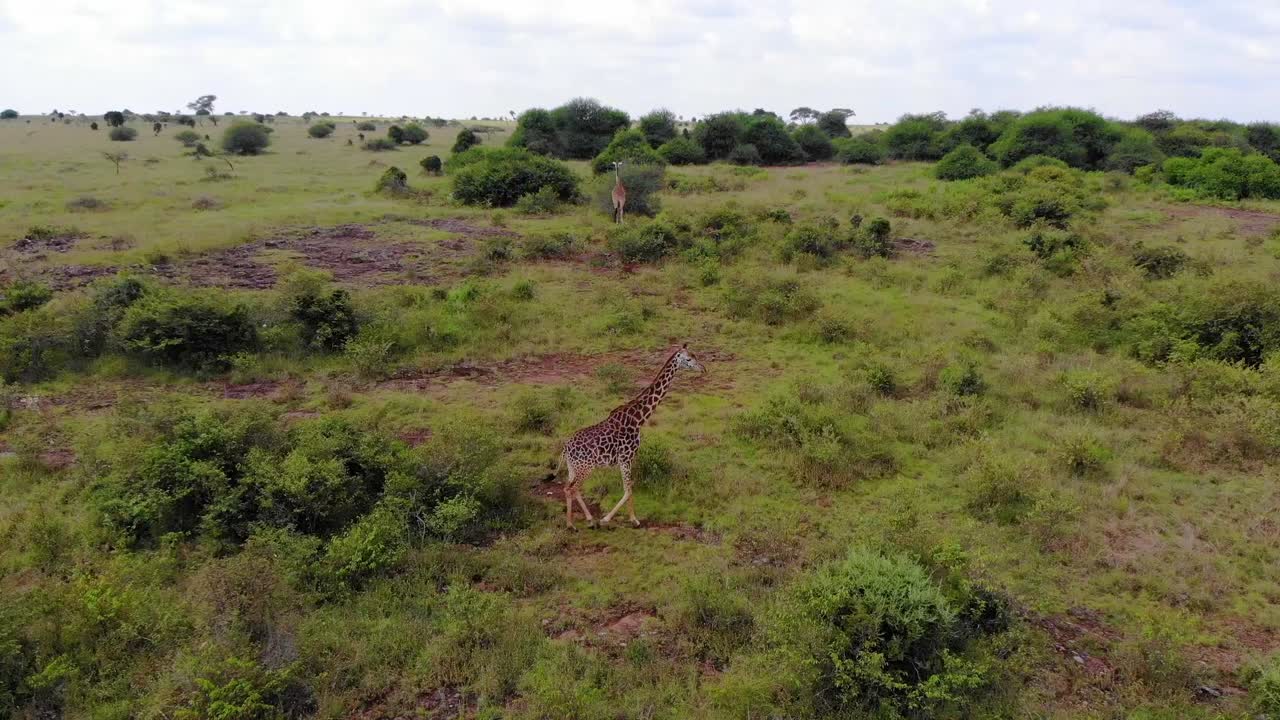 jirafas salvajes libres en un parque nacional de kenia