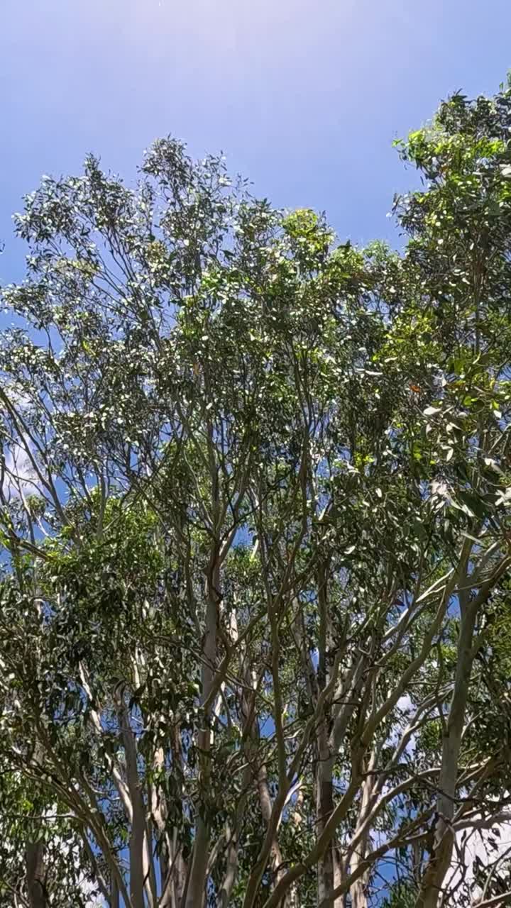 Rami di eucalipto ondeggiano sotto un cielo sereno