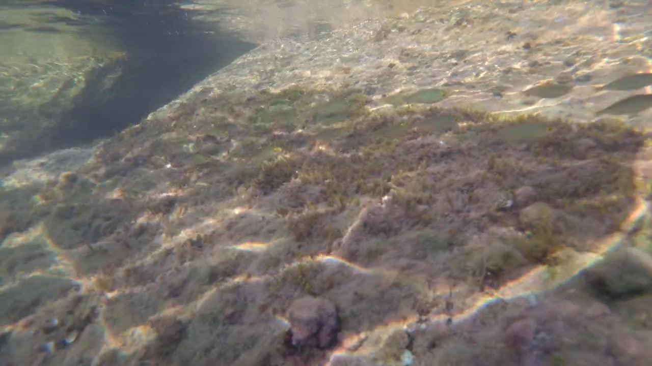 Underwater scene showing small fish swimming over shallow seabed with rocks and algae, illuminated by sunbeams from the surface