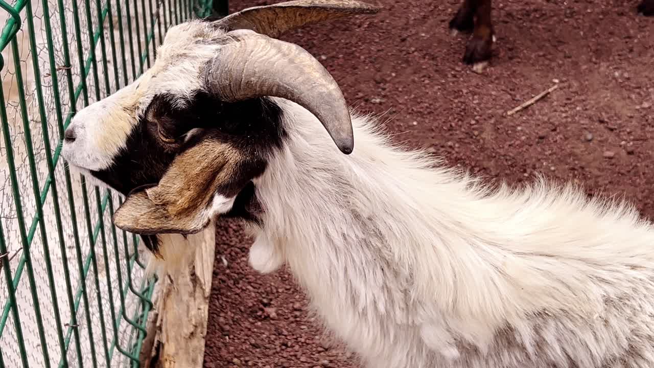 Myotonic goat taking a rest in a wildlife refuge