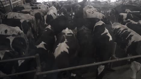 cows in a dairy farm