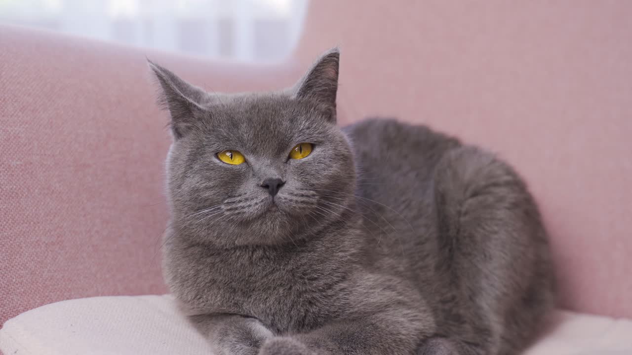 Gray cat with colored eyes sitting on sofa at home and looking around.