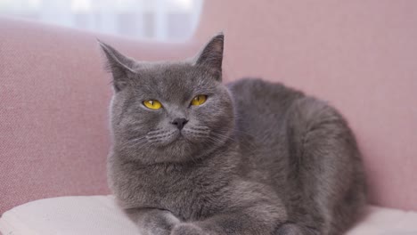 Gray-cat-with-colored-eyes-sitting-on-sofa-at-home-and-looking-around.