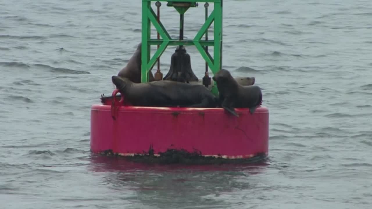 폭우 속에서 항해용 부이에서 피난처를 찾는 바다사자