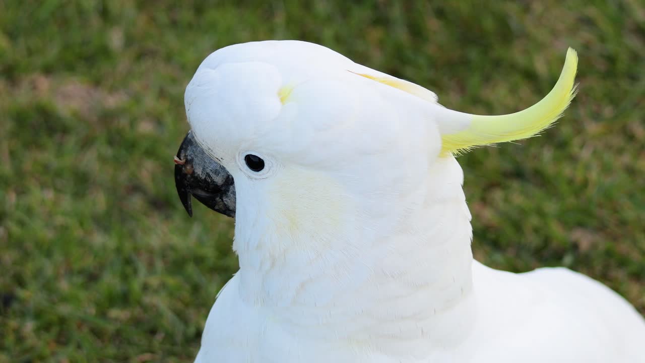 잔디 에 머리 를 움직이는 카카투