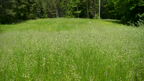 Sommer-In-Einem-Grünen-Sumpfwald-An-Einem-Sonnigen-Tag-Mit-Bäumen,-Die-Sich-Im-Wind-Wiegen