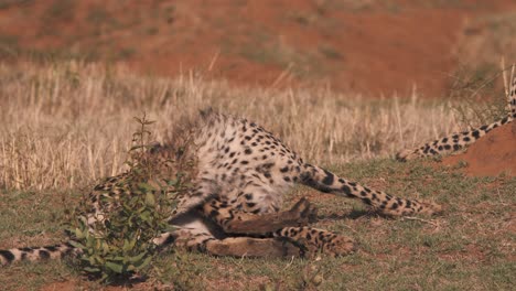 guepardo acostado en la sabana africana y lamiendo su piel limpia