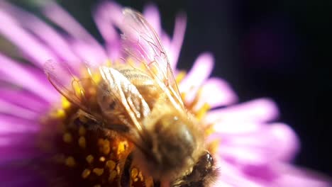 Honigbiene-Auf-Einer-Gartenblume.-Nahaufnahme-Makroaufnahme