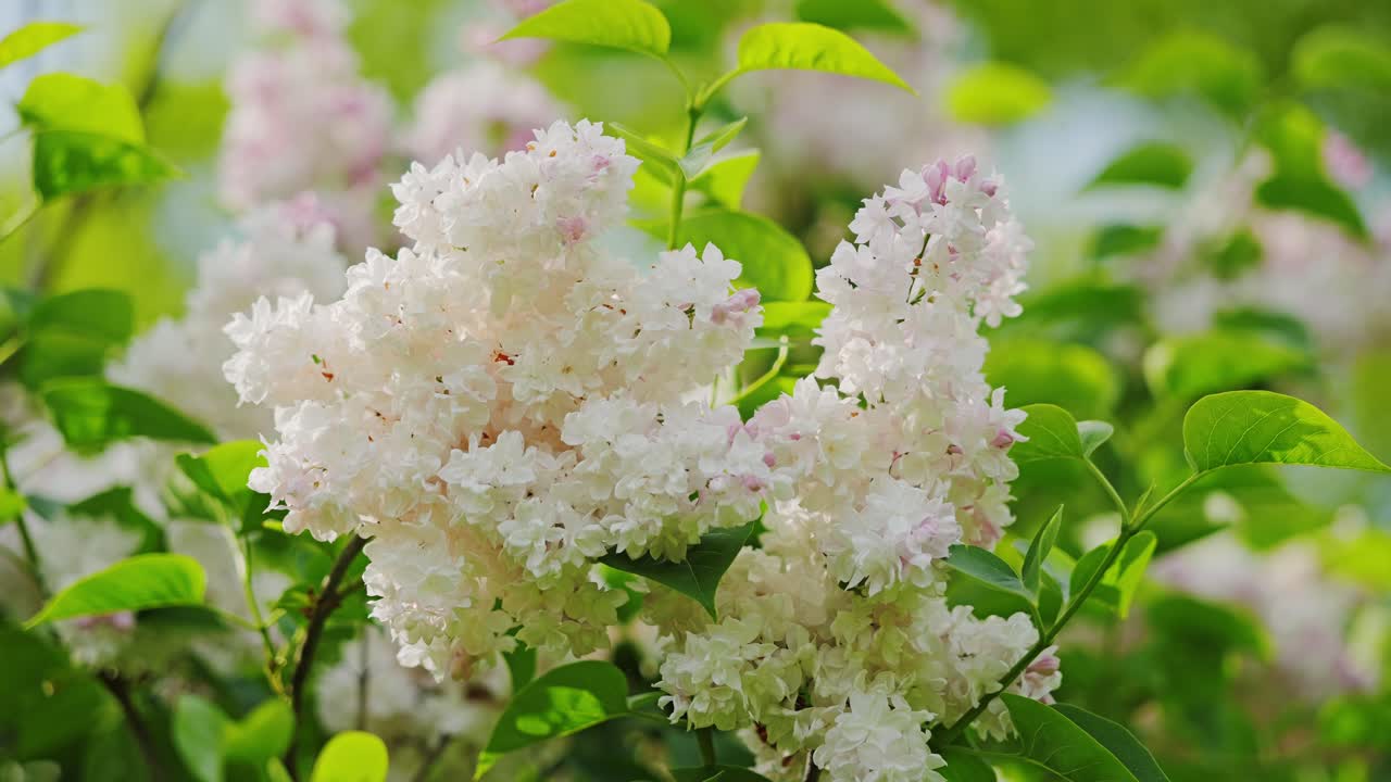Gentle motion of lilac branches in spring light, cinematic nature scene
