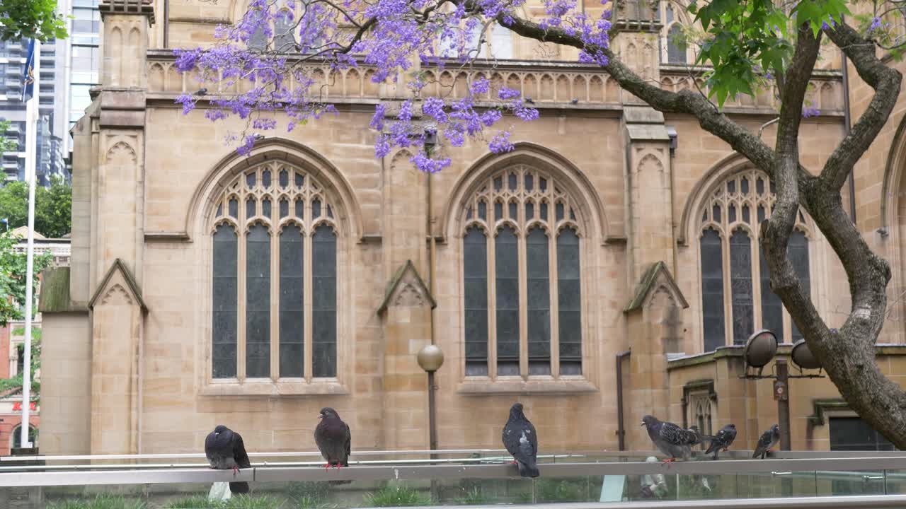 Slow motion landscape of a group of wild pigeons perched on a railing near a jacaranda tree in the park at St Andrews Cathedral gothic church Town Hall Sydney Australia travel tourism architecture