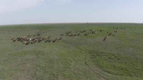 drone shot of a large herd of wild horses running in the prairie