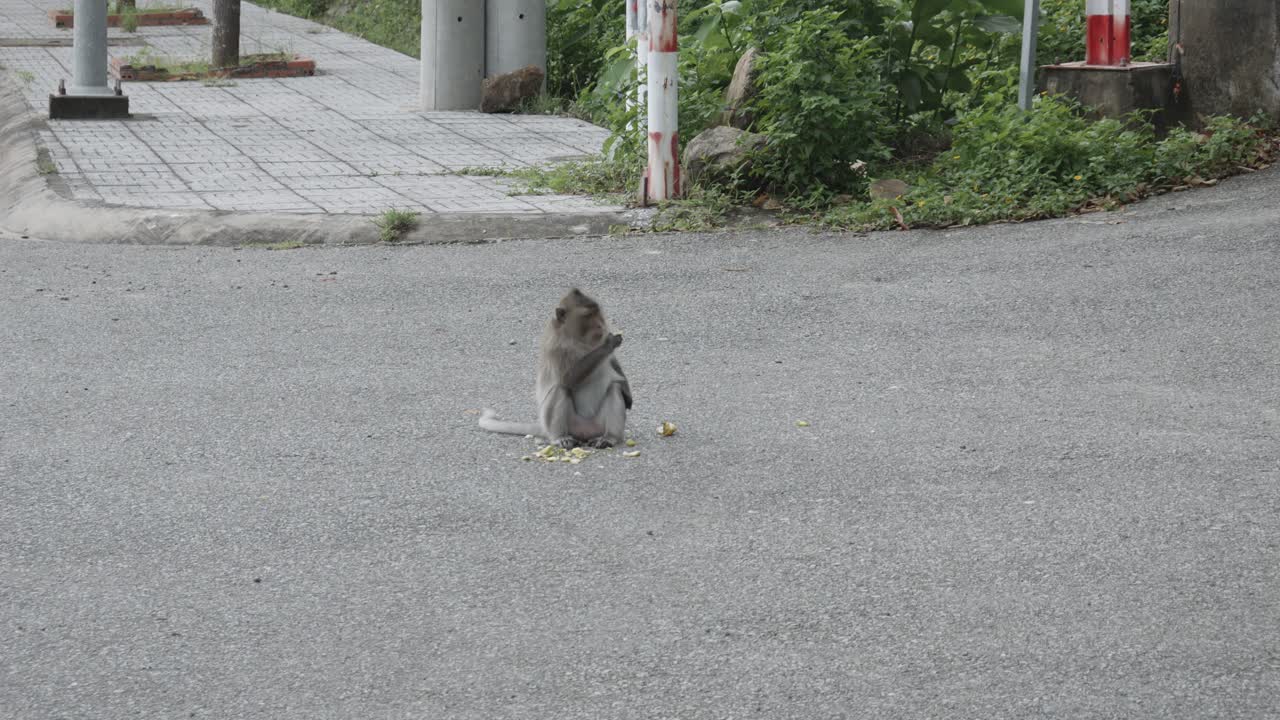 길거리에서 con dao 긴  ⁇ 리 마카크 - 넓은