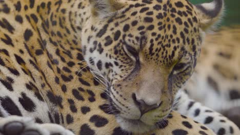 a majestic jaguar lies peacefully, resting before slowly opening its eyes. a serene and contemplative moment in a wildlife rescue center.