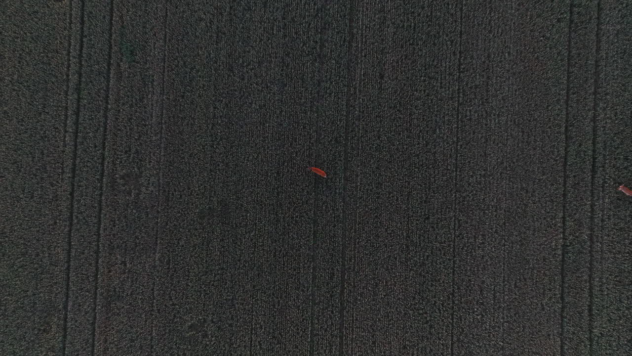 drone de arriba hacia abajo disparado sobre un ciervo en un campo rural, noche de verano - odocoileus virginianus