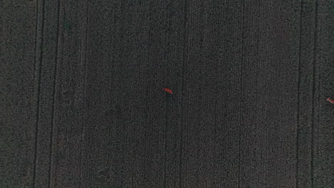 top down drone shot above a deer on a rural field, summer evening - odocoileus virginianus