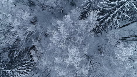 hoarfrost on trees in a snowy forest - straight down ascending aerial reveal