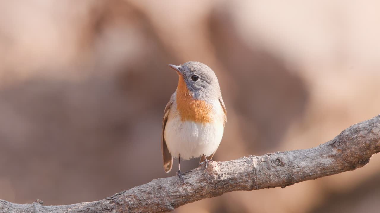 Un pigliamosche pettirosso maschio canta da un trespolo nella foresta e poi salta giù nella luce del mattino