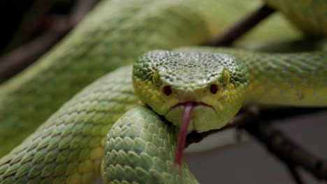 close up of bamboo pit viper flicking its tongue , heat seeking pits