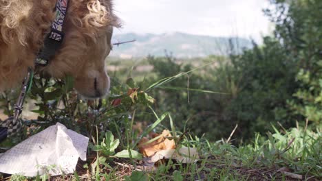 Close-up-on-medium-size-greek-breed-Kokoni-dog,-sniffing-plants-on-nature-4k