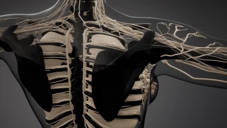 transparent human body with visible bones