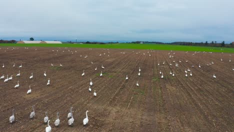 large group of swans gather on brown agricultural field, autumn in latvia