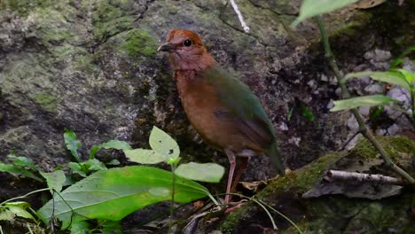 la pitta de nuca oxidada es un ave confiada que se encuentra en hábitats de bosques montañosos de gran altura, hay muchos lugares en tailandia para encontrar esta ave