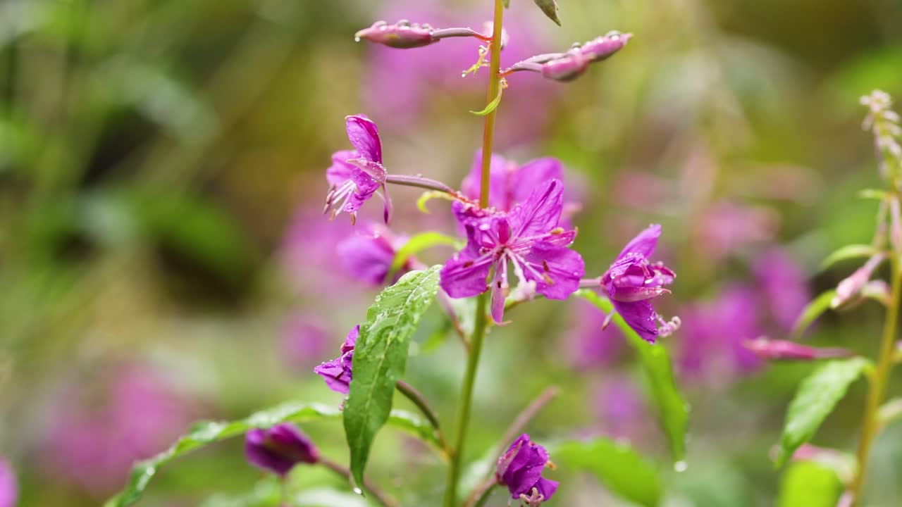 primer plano de las vibrantes flores de la hierba de fuego en la naturaleza