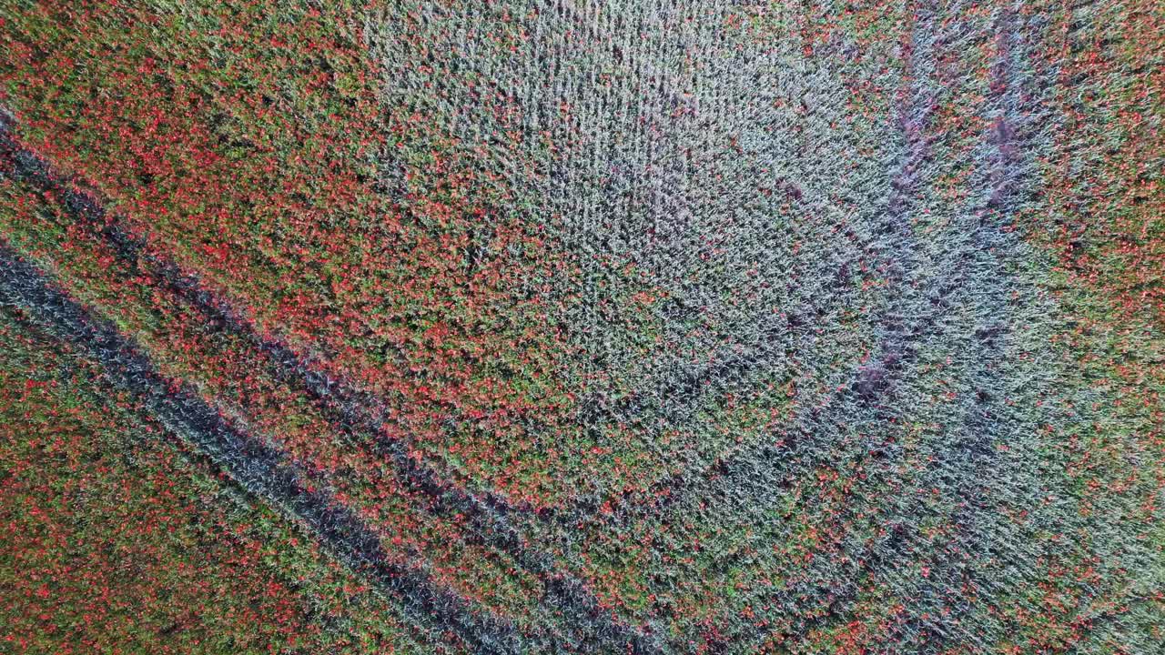 vista aérea mágica de arriba vuelo poppyfield rojo área rural prado de verano