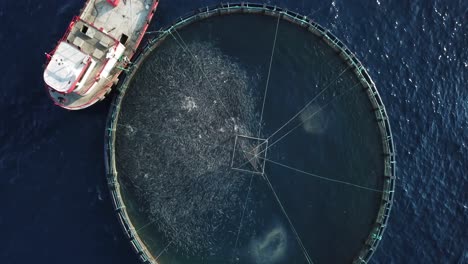 boat fish feed blue sea