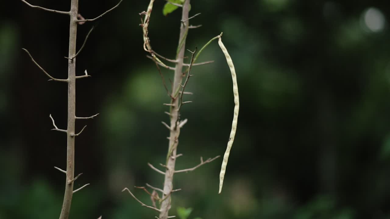 Cowpea legume growing on a plant, close up