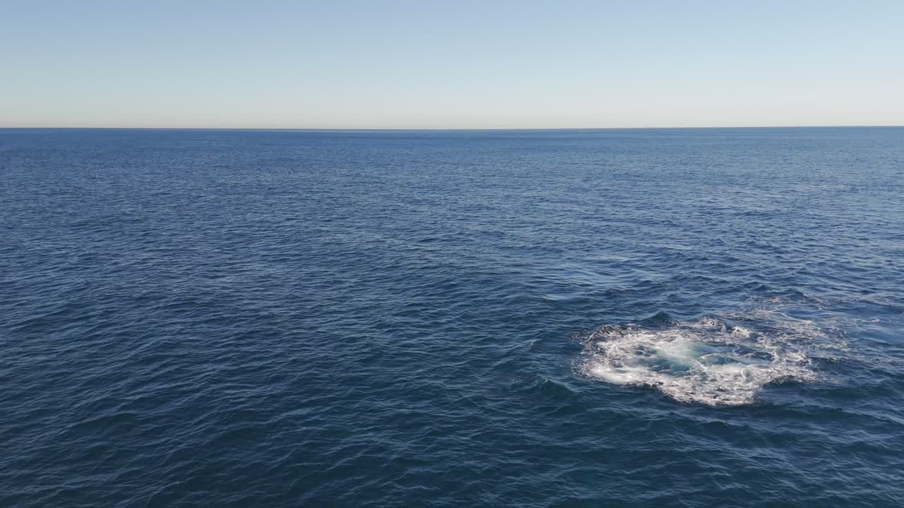 Aerial view of humpback whales breathing on Sydney’s sparkling ocean, sunny skies, Australia’s coastline and horizon creating a breathtaking natural scene