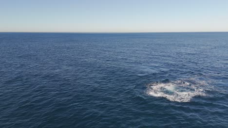 aerial view of humpback whales breathing on sydney’s sparkling ocean, sunny skies, australia’s coastline and horizon creating a breathtaking natural scene