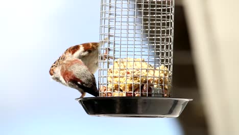 Haussperling-Im-Freien,-Der-Futter-Aus-Dem-Futterkäfig-Greift