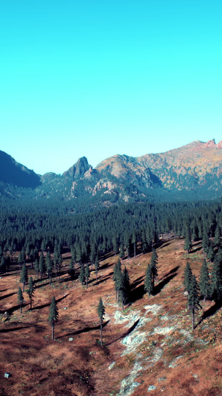 Vista aerea di una foresta montuosa