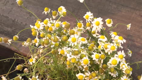 hand picking chamomile flowers