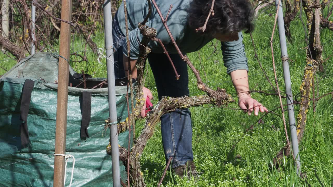 Caucasian fit woman farmer, bends over to prune grapevine canes during late winter in a green vineyard, clipping with hands near a green garden sack, guyot method, real time, static camera, strong sun