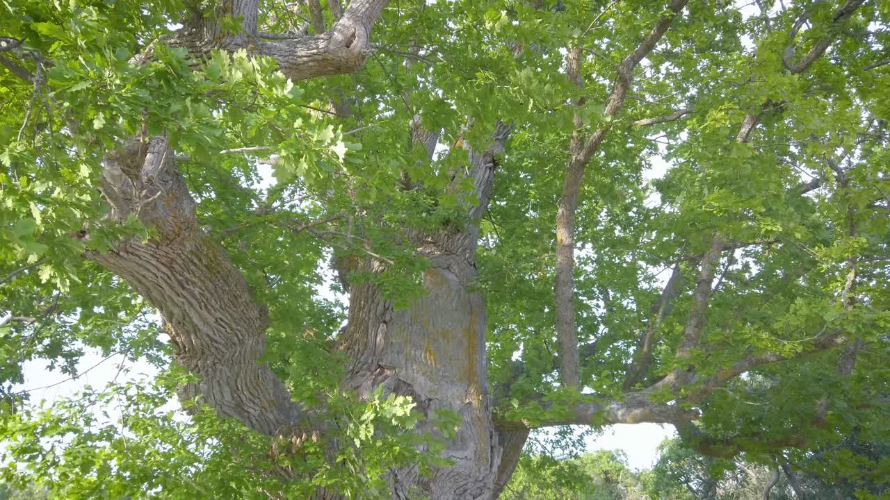 Under the historic Oak tree Avaeken on Faro Island, Gotland, Sweden
