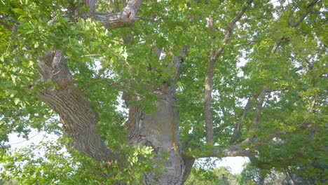 under the historic oak tree avaeken on faro island, gotland, sweden