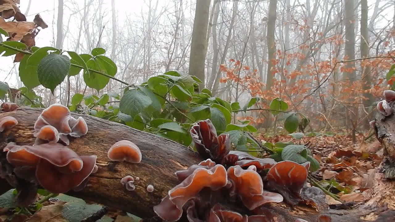 Mystical enchanted woodland forest fungi on trees in dense thick misty atmospheric fog