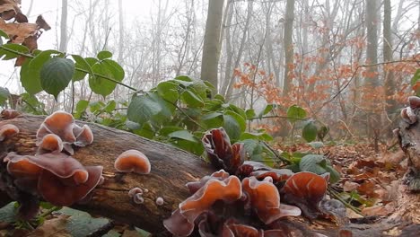 Mystische-Verzauberte-Waldpilze-Auf-Bäumen-In-Dichtem,-Dichtem-Nebel