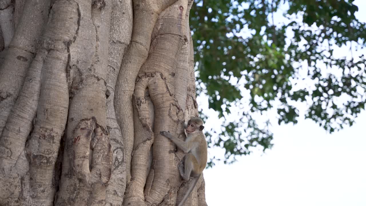 어린 원이는 초록색으로 둘러싸인 경치 좋은 지역에서 큰 나무의 줄기를 능숙하게 올라가 자연과 연결된 자신의 민함을 보여줍니다.