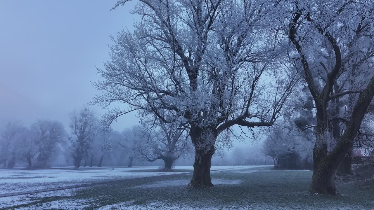 Serene winter morning in Walensee, Switzerland, frost-covered trees in misty landscape, tranquil, view of nature.