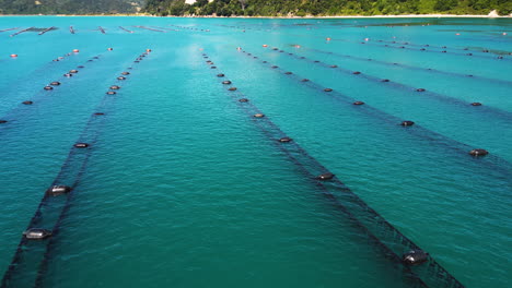 Industrial-clam-breeding-farm-on-tropical-coastline-of-New-Zealand,-aerial-view