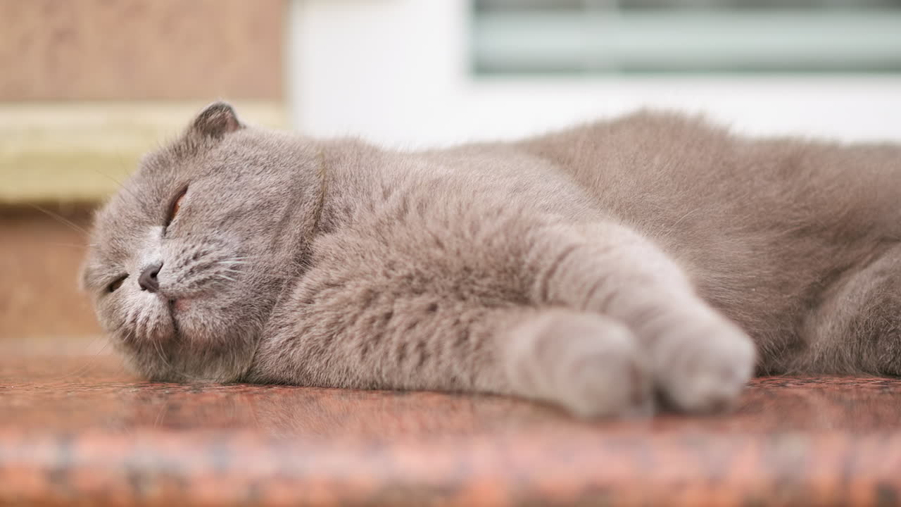 Close up of a gray cat peacefully lying on the brown floor