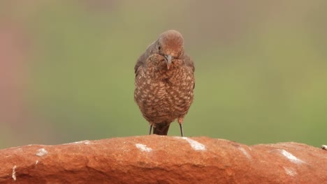 pájaro hermoso del tordo de roca azul en roca