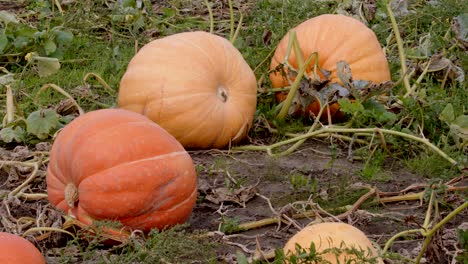 three large pumpkins with foliage in a farmers field